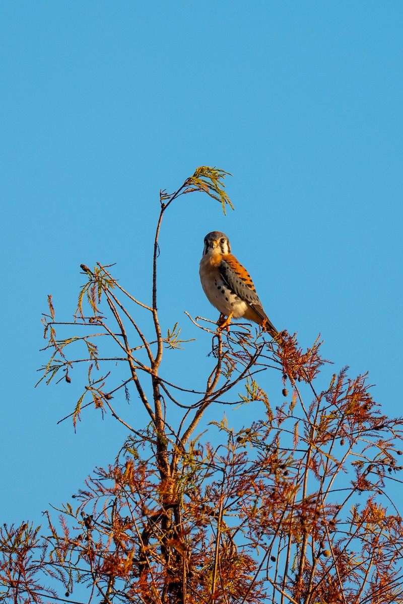 American Kestrel (Northern) - ML646220187