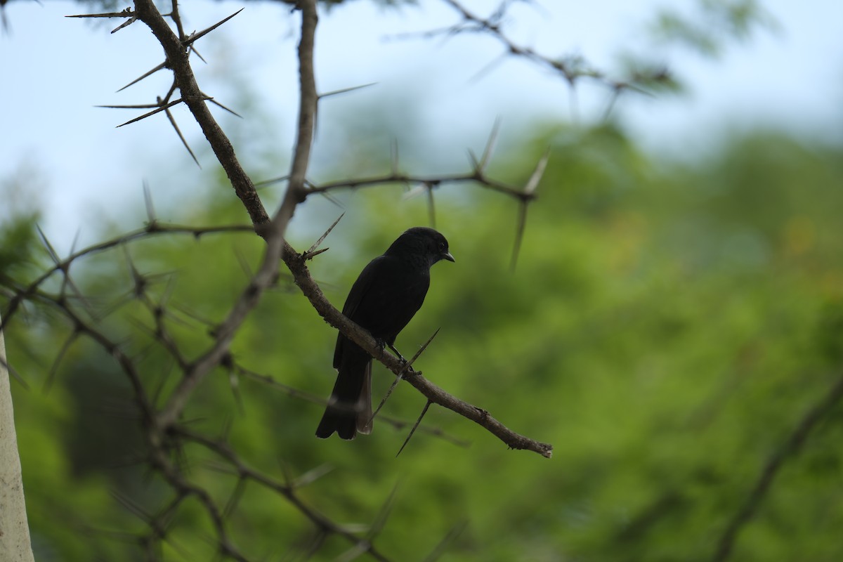 Southern Black-Flycatcher - ML646220193