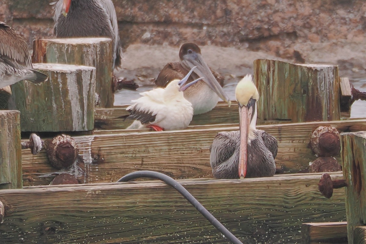 Сула червононога - ML646220197