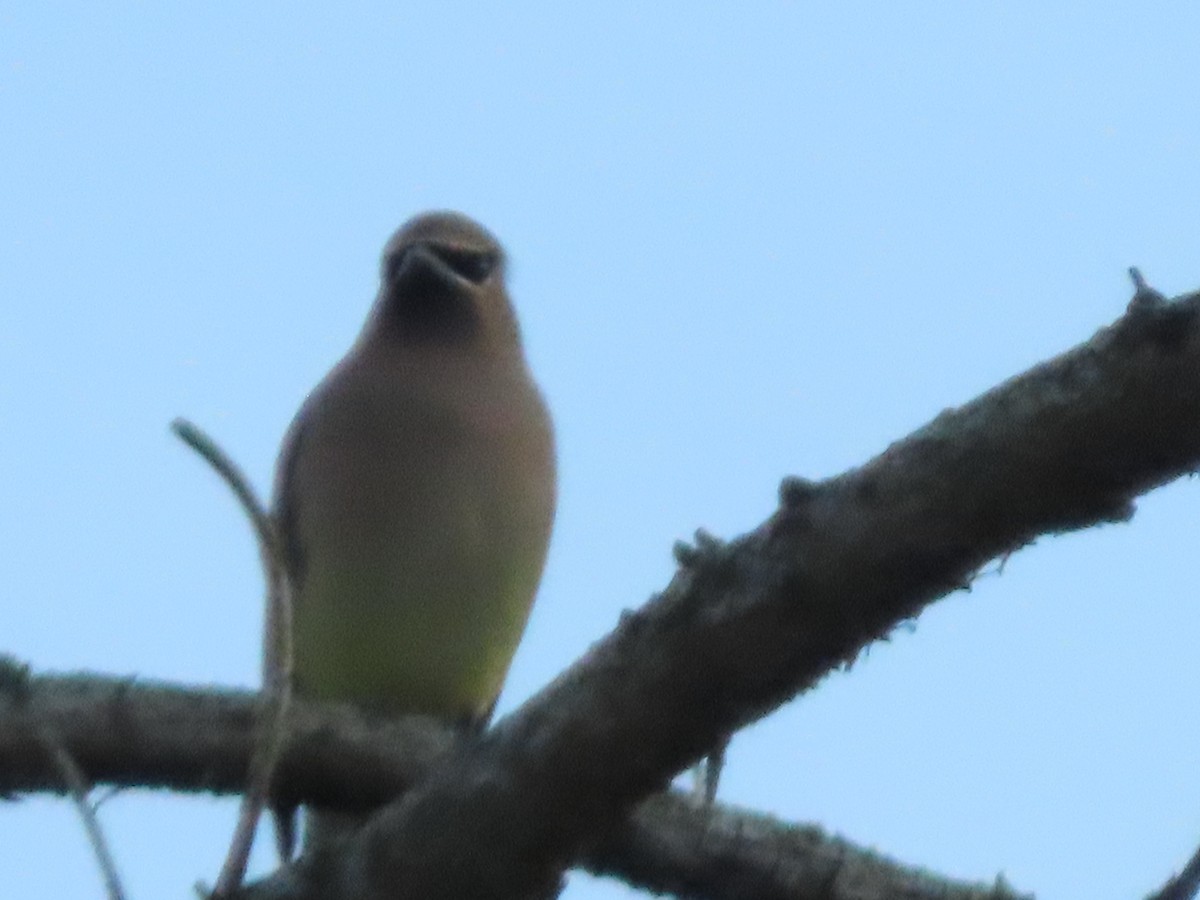 ציצנית אמריקנית - ML646220204