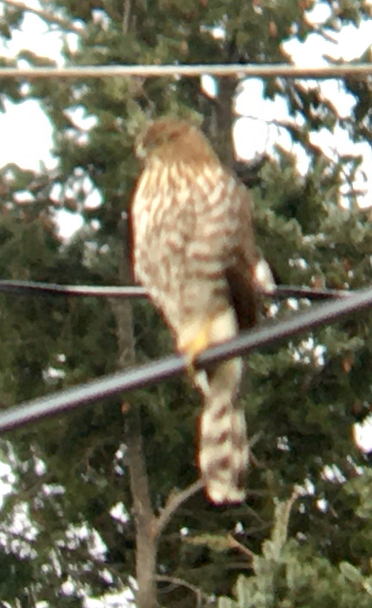Cooper's Hawk - ML646220206