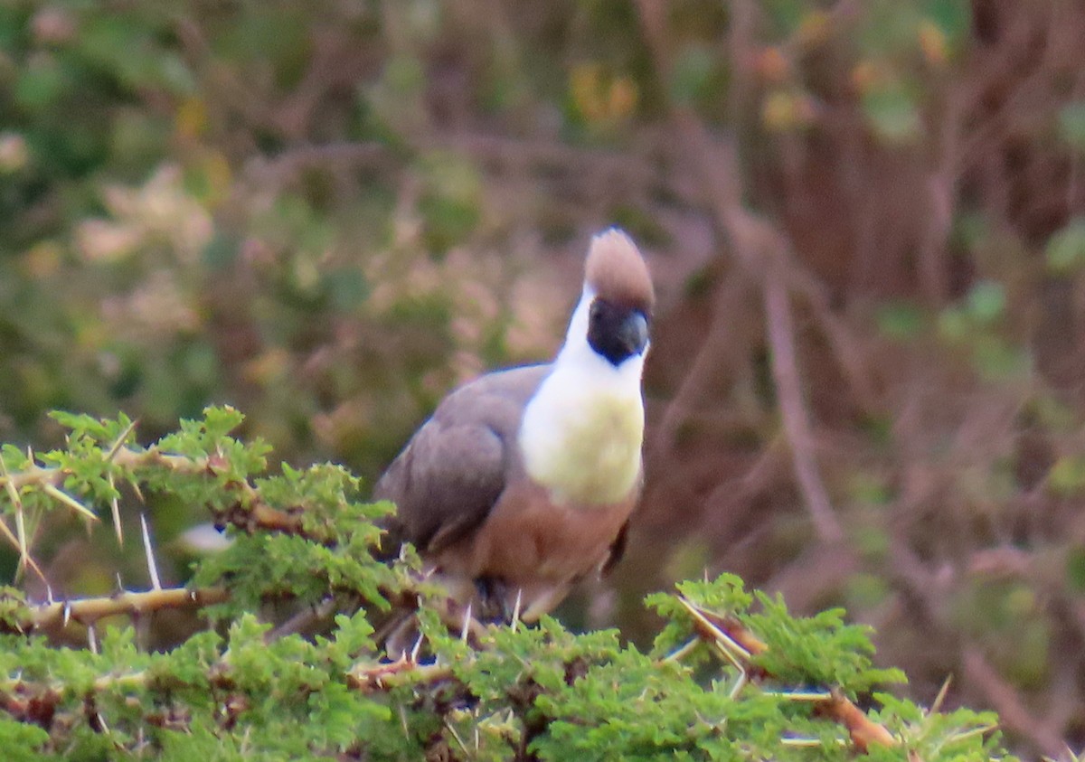 Bare-faced Go-away-bird - ML646220216