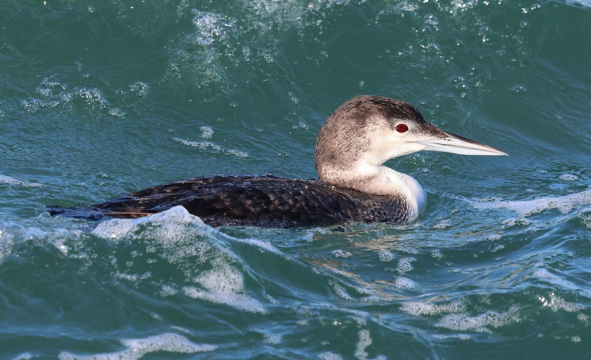 Common Loon - ML646220218