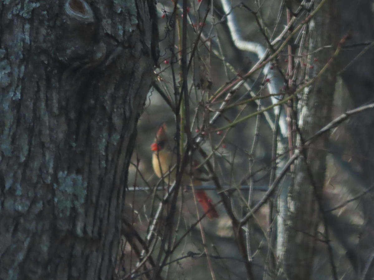 Northern Cardinal - ML646220219