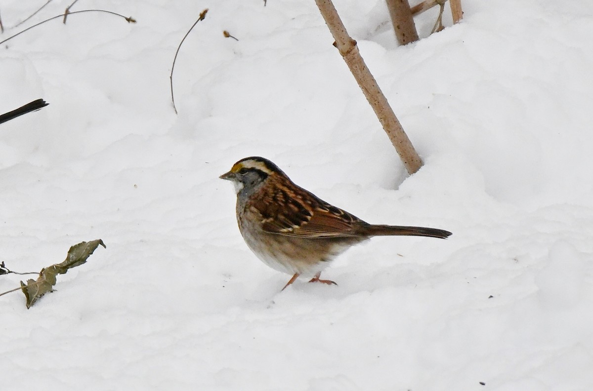 White-throated Sparrow - ML646220229