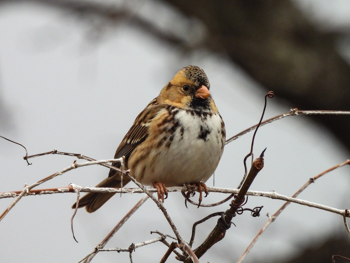 Harris's Sparrow - ML646220231