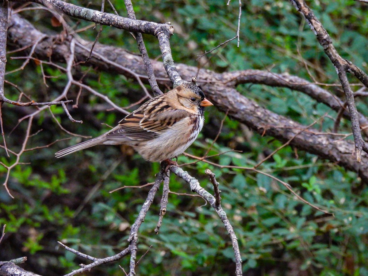 Harris's Sparrow - ML646220232