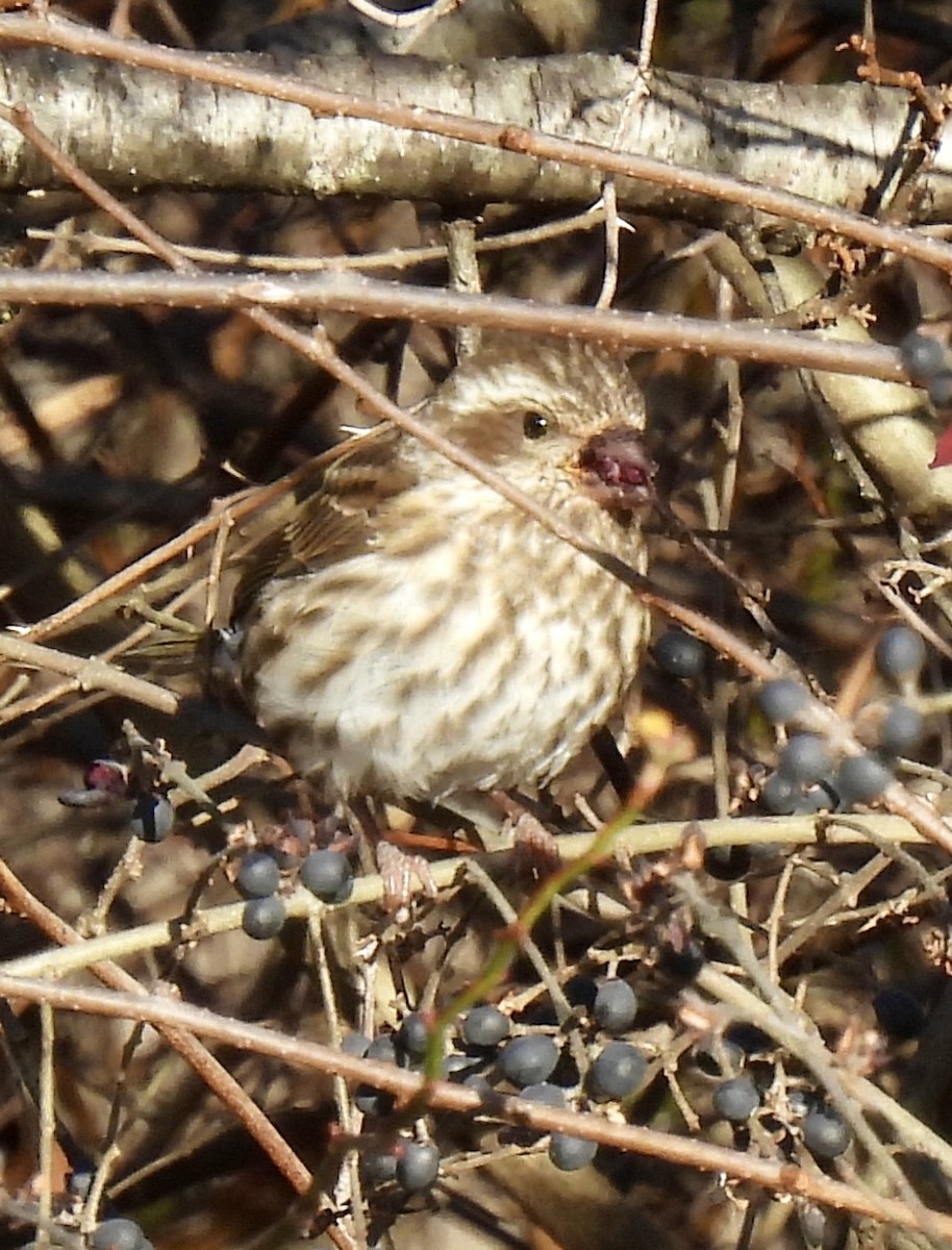 Purple Finch - ML646220238
