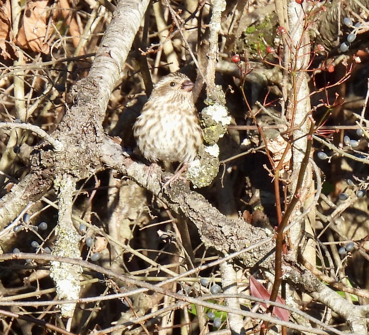 Purple Finch - ML646220239