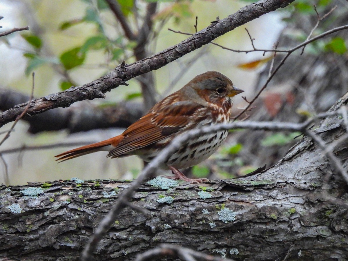 Fox Sparrow (Red) - ML646220240