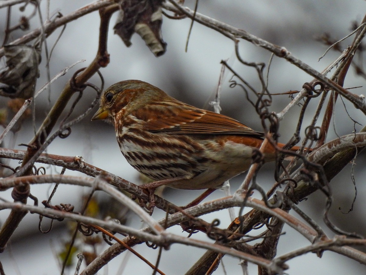 Fox Sparrow (Red) - ML646220241