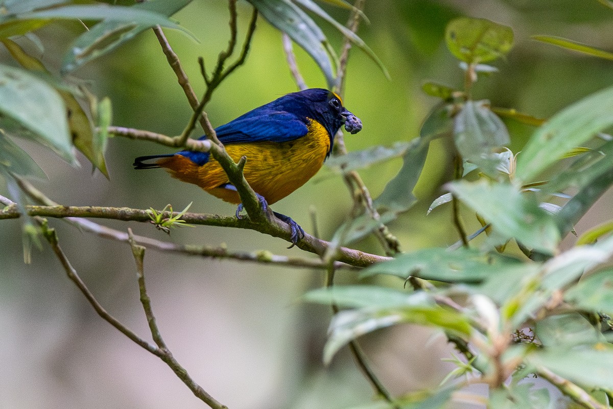 Fulvous-vented Euphonia - ML646220242