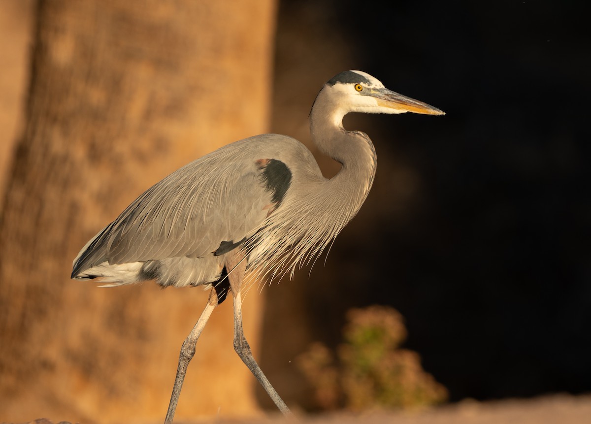 Great Blue Heron - ML646220243