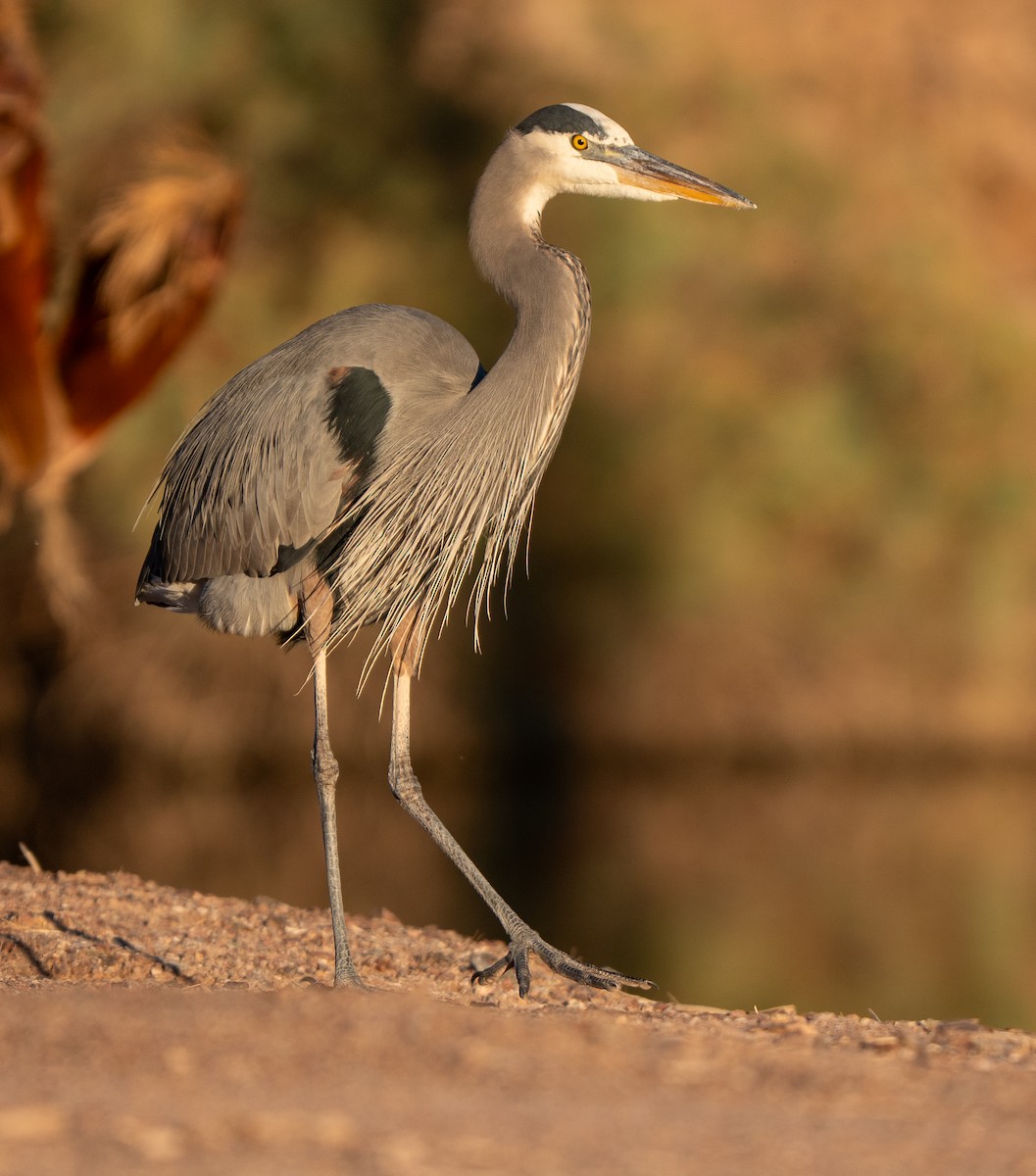 Great Blue Heron - ML646220244
