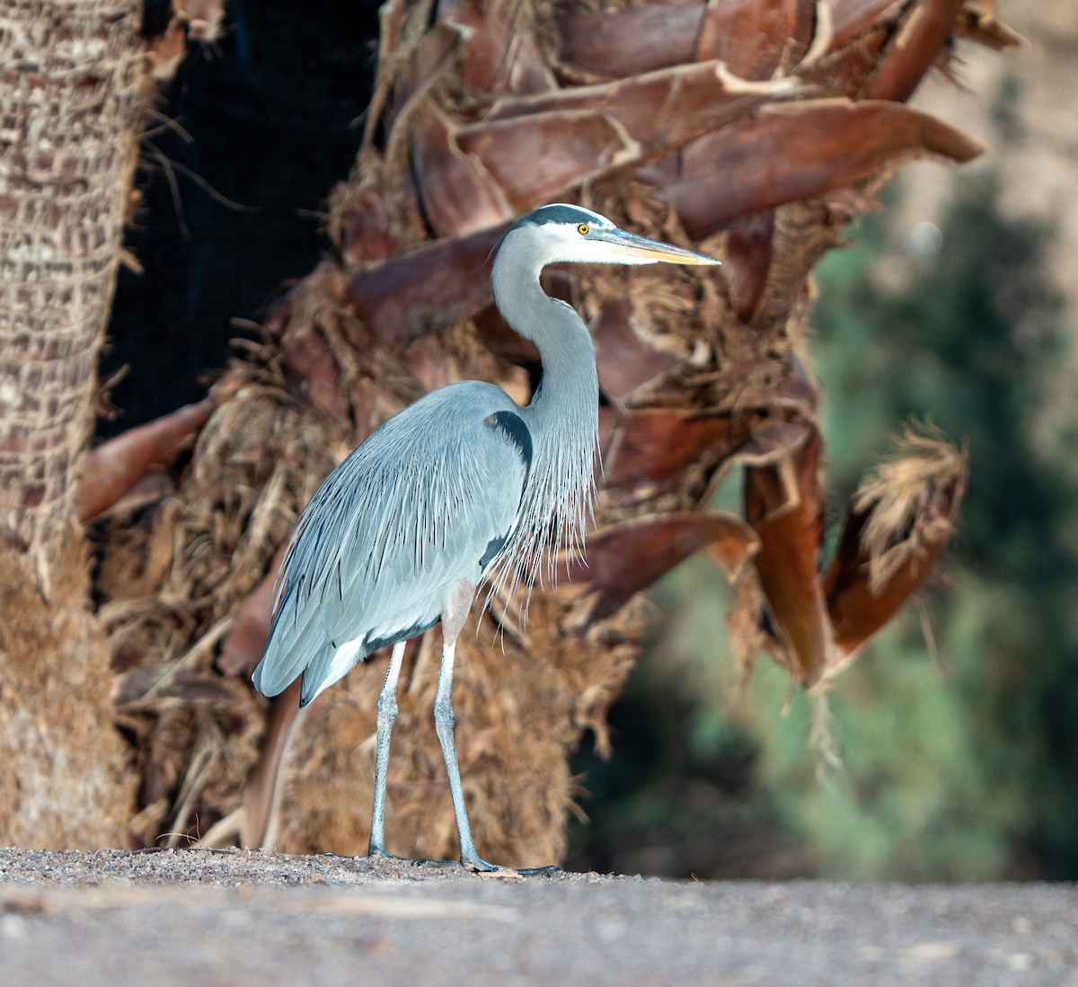 Great Blue Heron - ML646220245