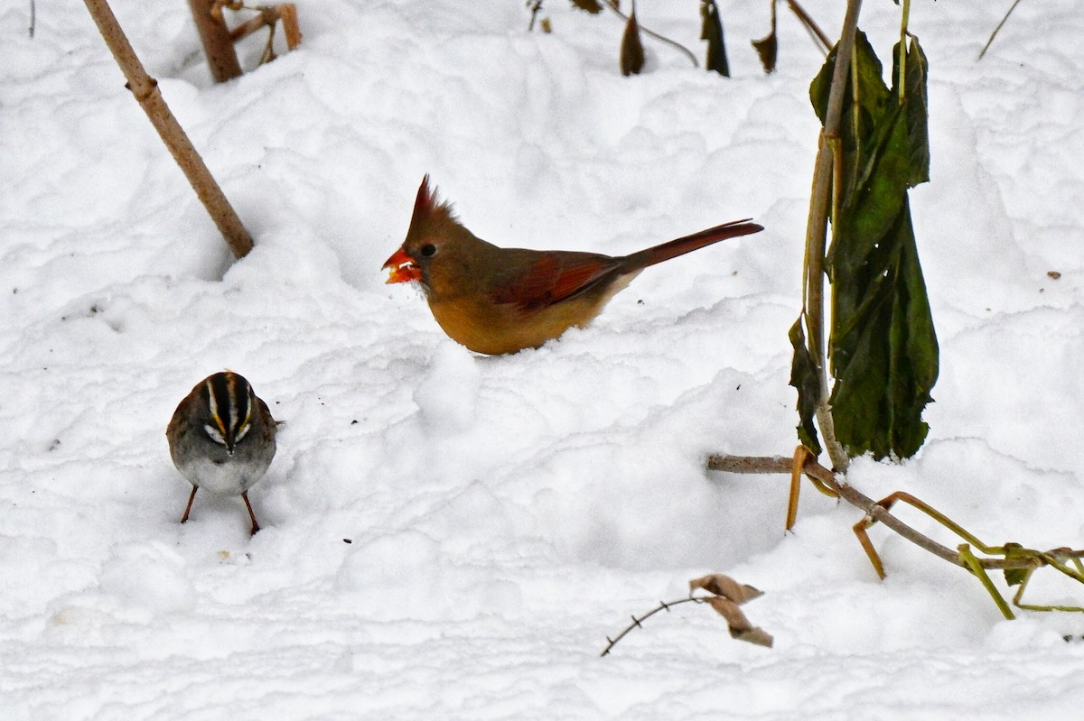 Northern Cardinal - ML646220246