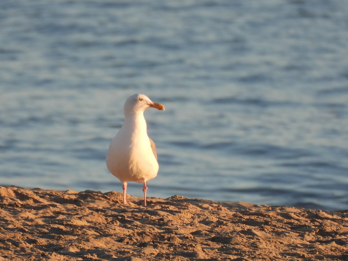 Western Gull - ML646220247