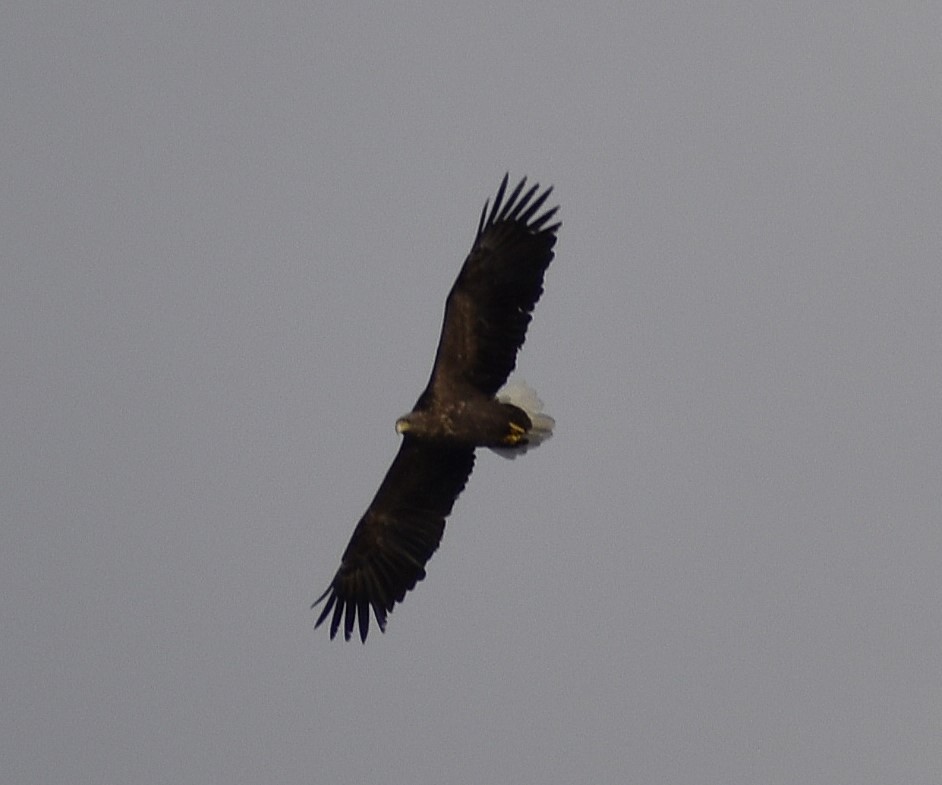 Орлан-білохвіст - ML646220248