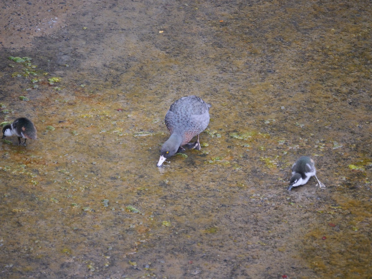 Blue Duck - ML646220249