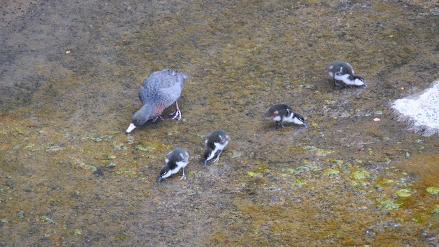 Blue Duck - ML646220251