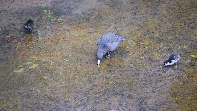 Blue Duck - ML646220252