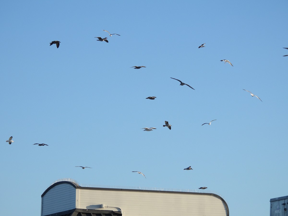 Larus sp. - ML646220255