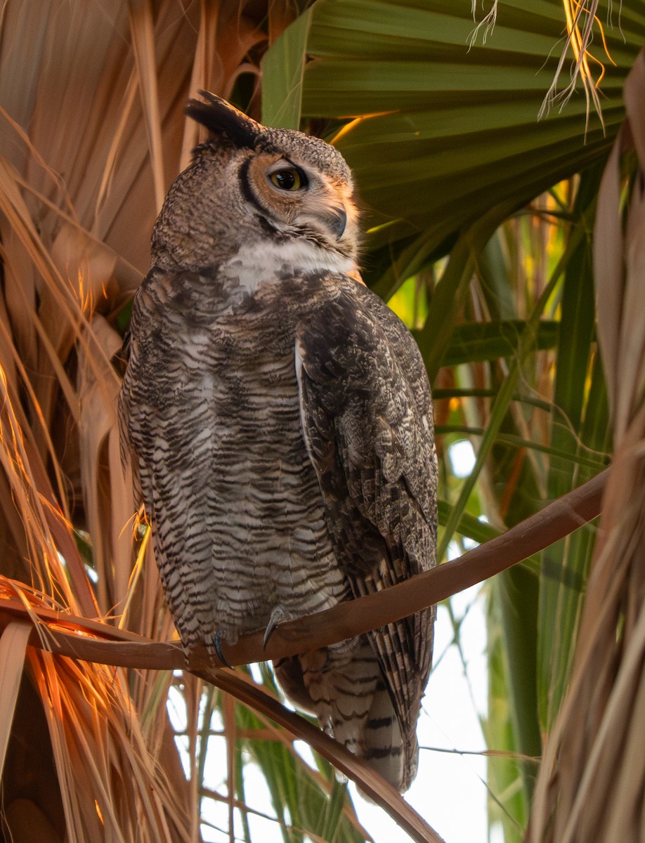 Great Horned Owl - ML646220256