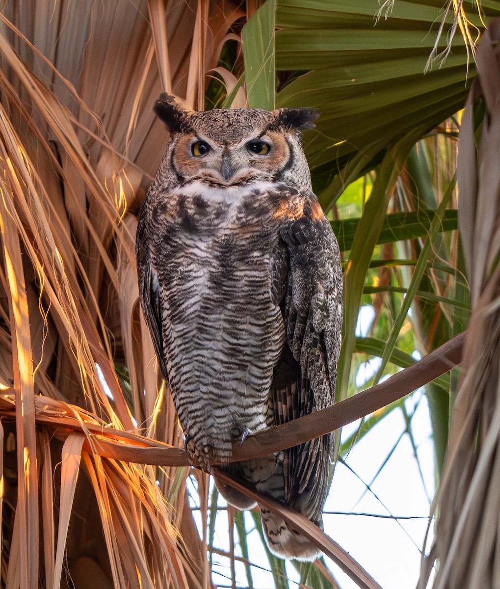 Great Horned Owl - ML646220257