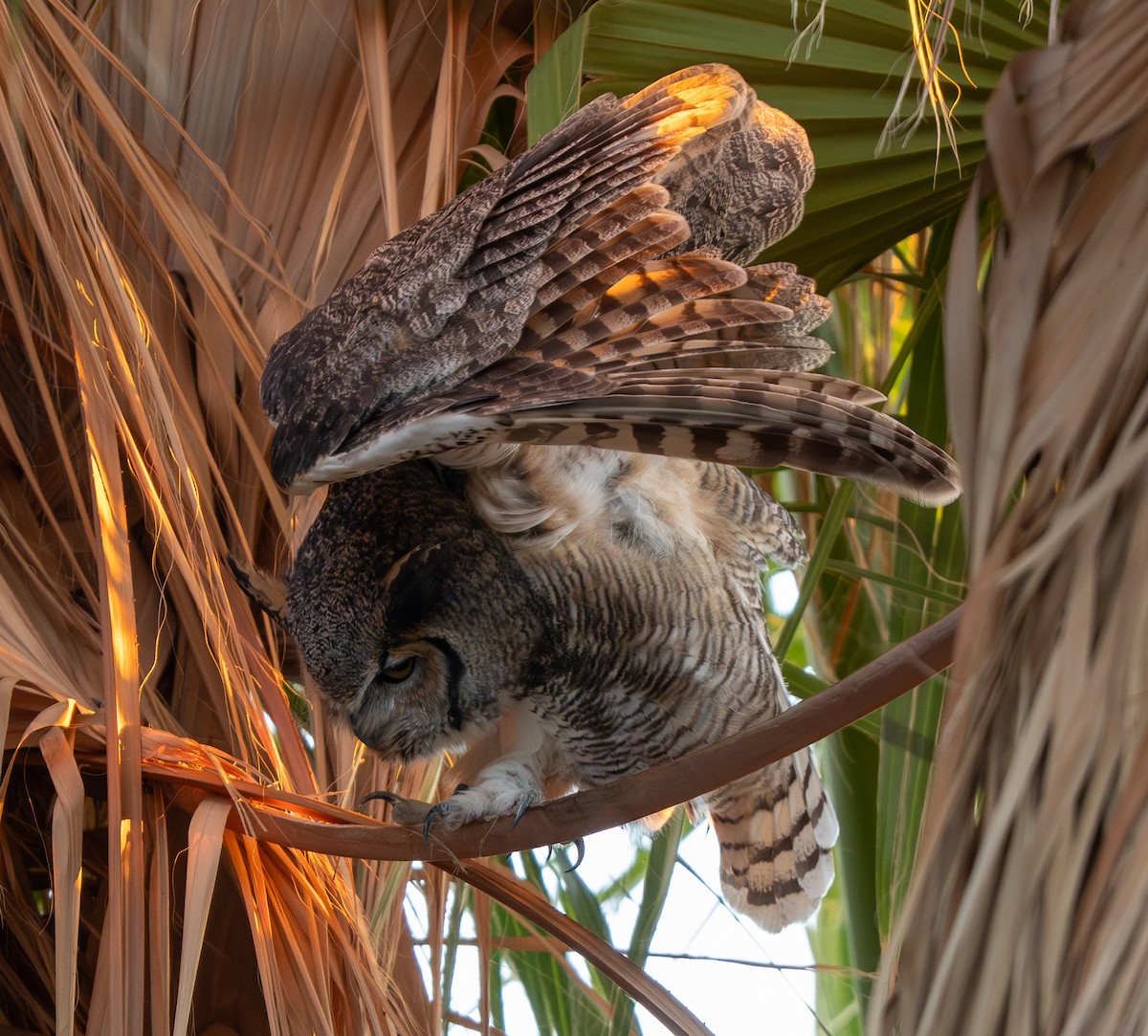 Great Horned Owl - ML646220258