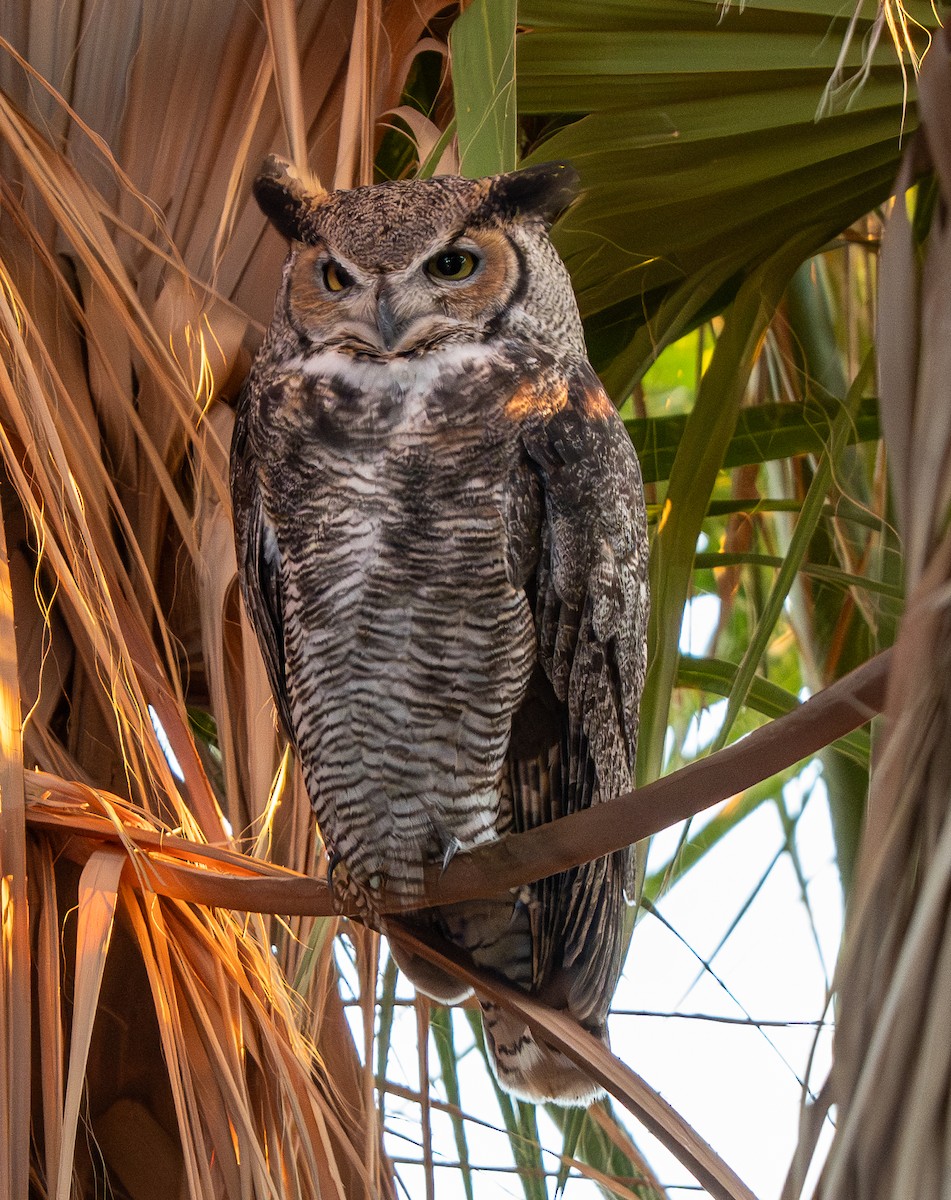 Great Horned Owl - ML646220259