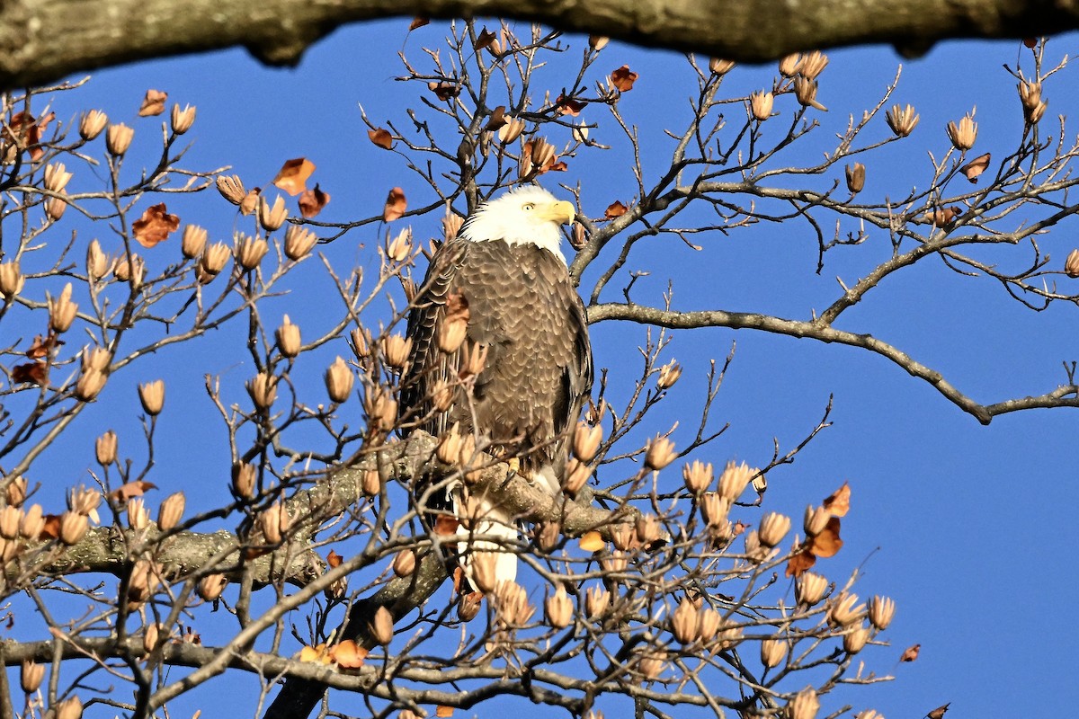 Pygargue à tête blanche - ML646220270
