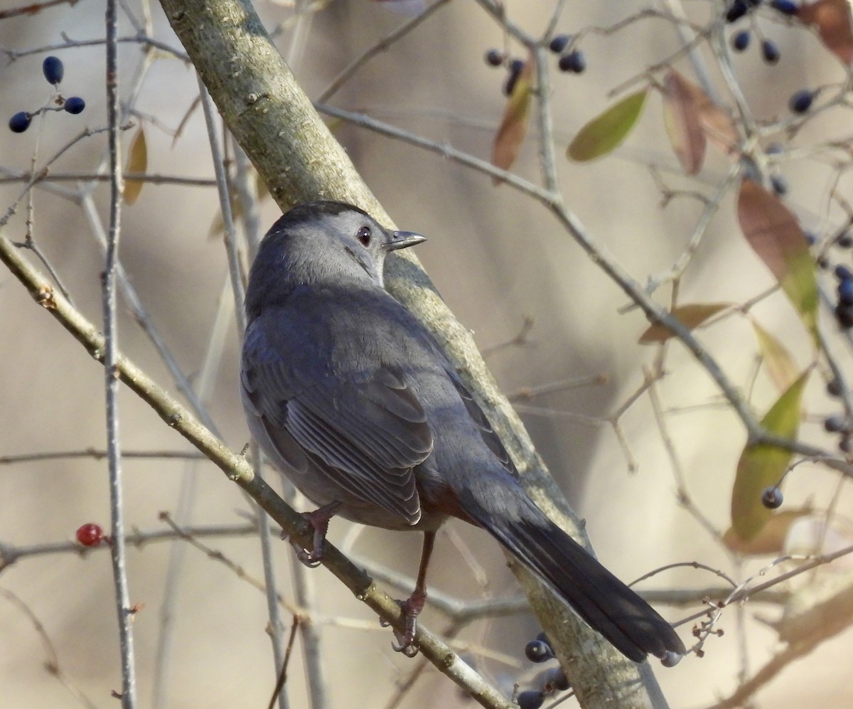 Gray Catbird - ML646220275