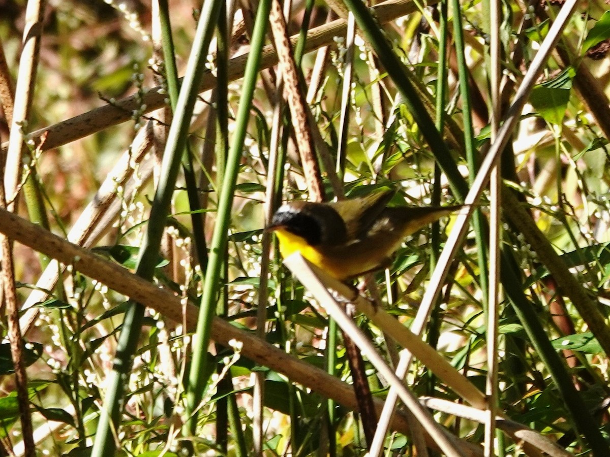 Common Yellowthroat - ML646220277