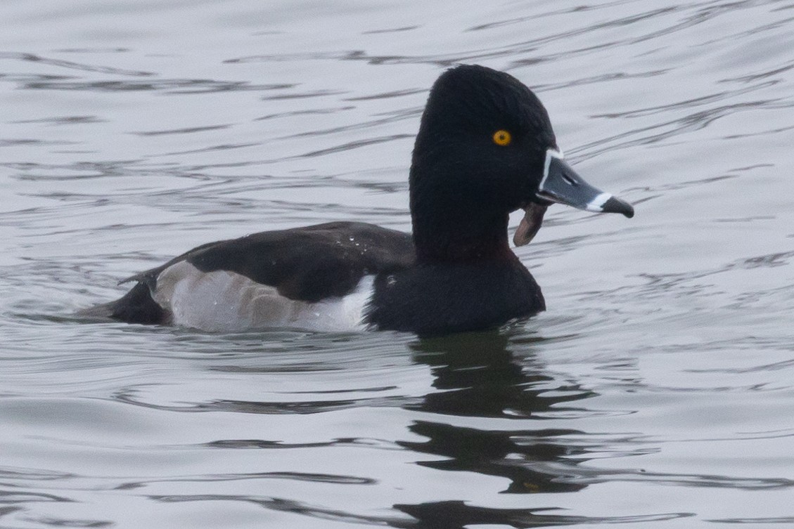 Ring-necked Duck - ML646220278