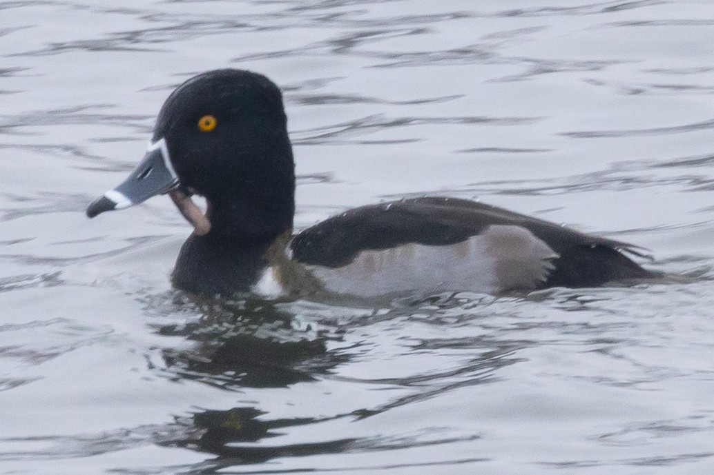 Ring-necked Duck - ML646220280