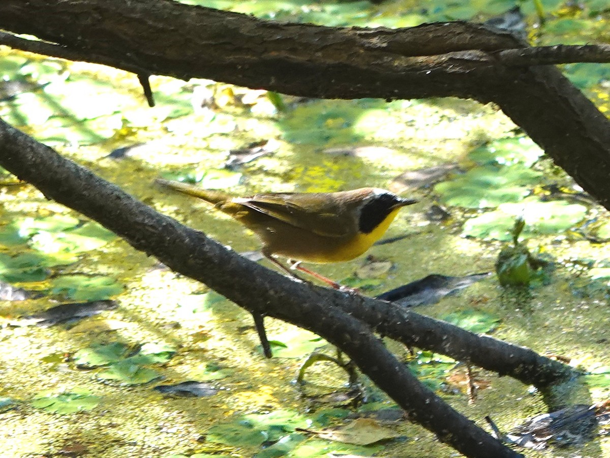Common Yellowthroat - ML646220281