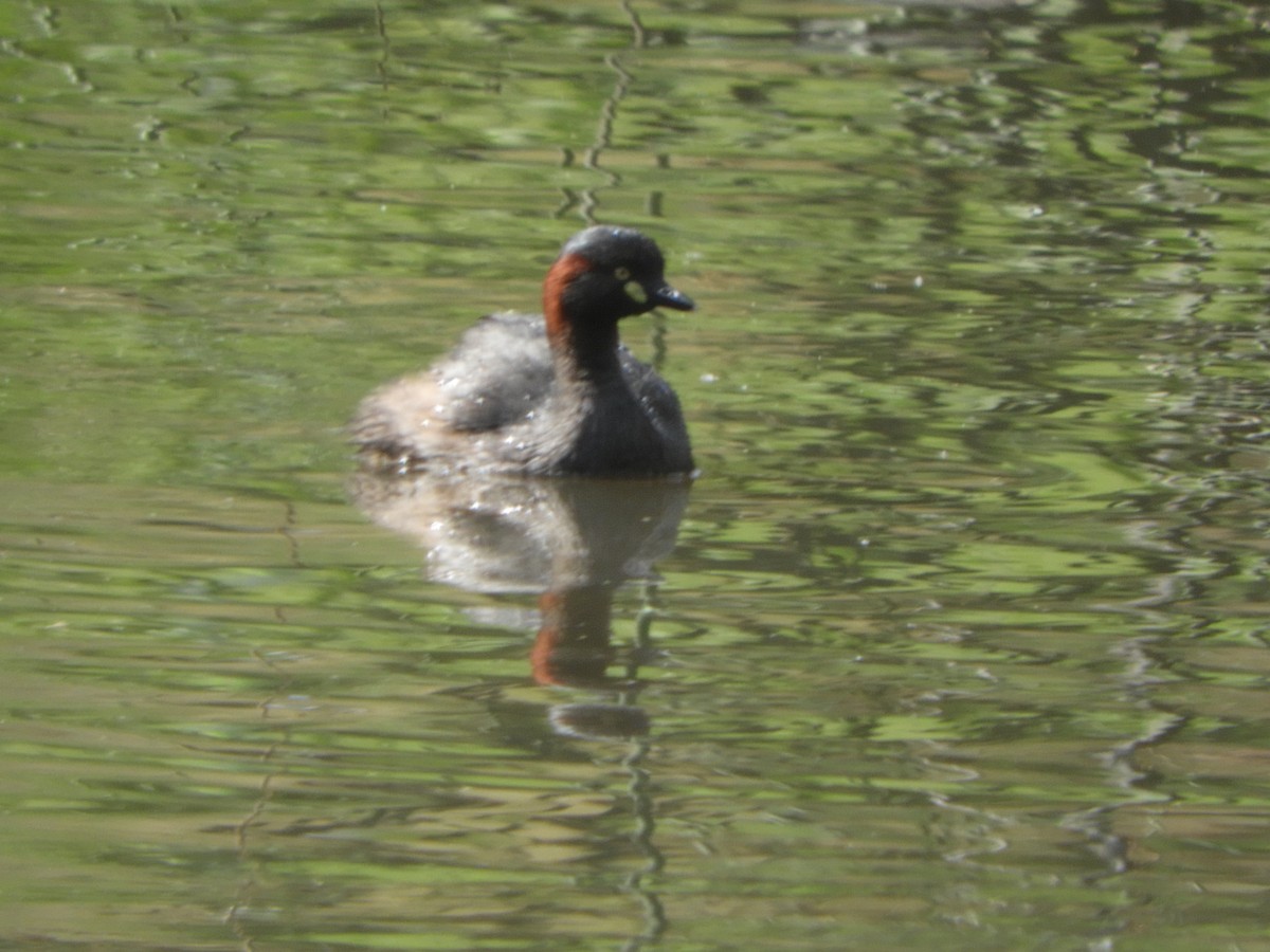Австралийская поганка - ML646220283