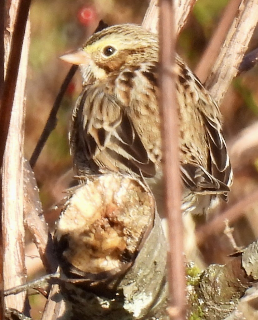 Savannah Sparrow - ML646220286