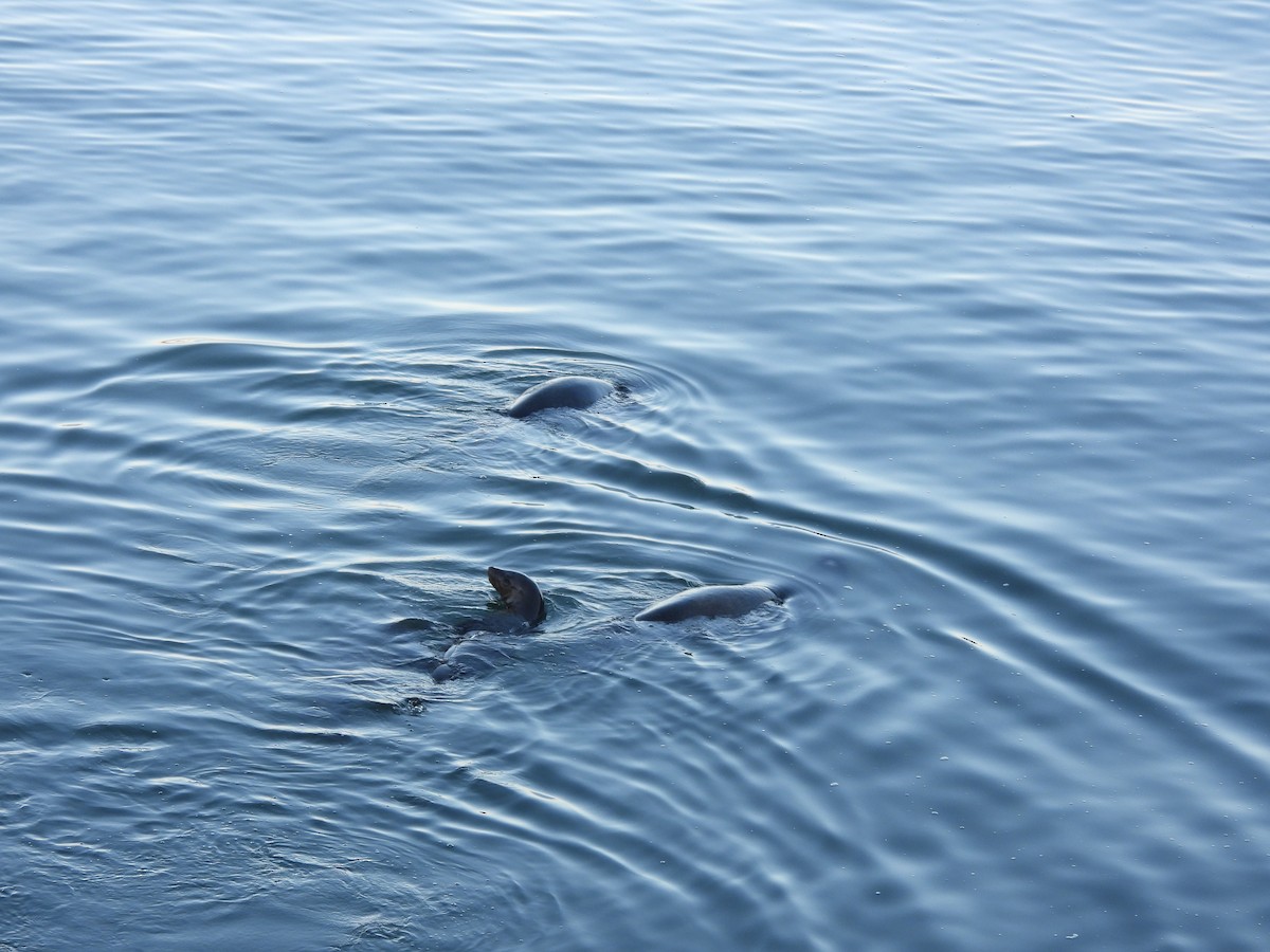 Animals - ML646220288