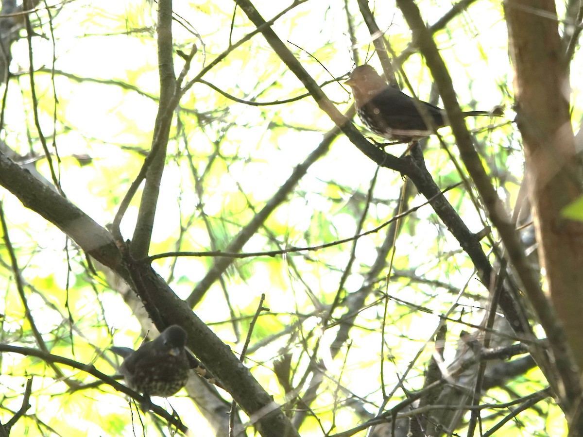 Fox Sparrow - ML646220300