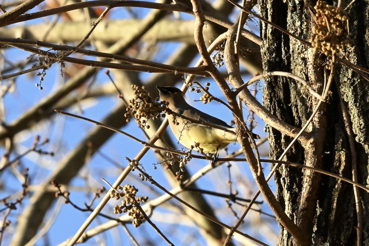 ヒメレンジャク - ML646220301