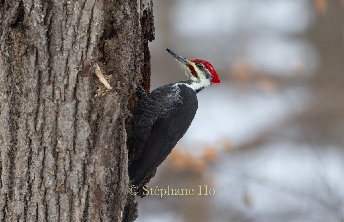 Pileated Woodpecker - ML646220303