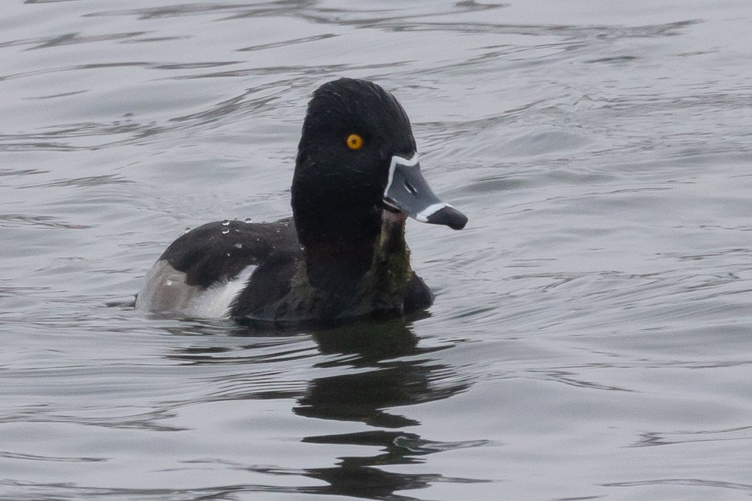 Ring-necked Duck - ML646220304