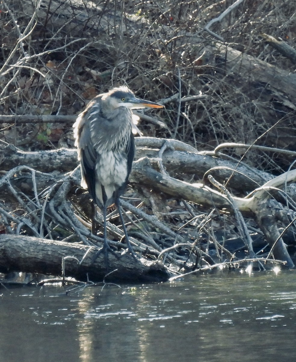 Great Blue Heron - ML646220307