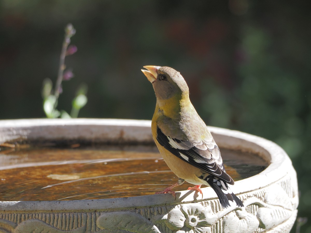 Evening Grosbeak - ML646220308