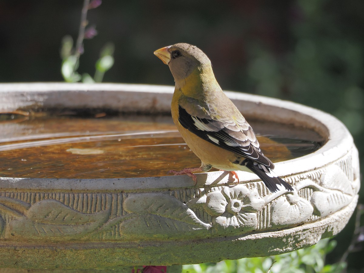 Evening Grosbeak - ML646220309