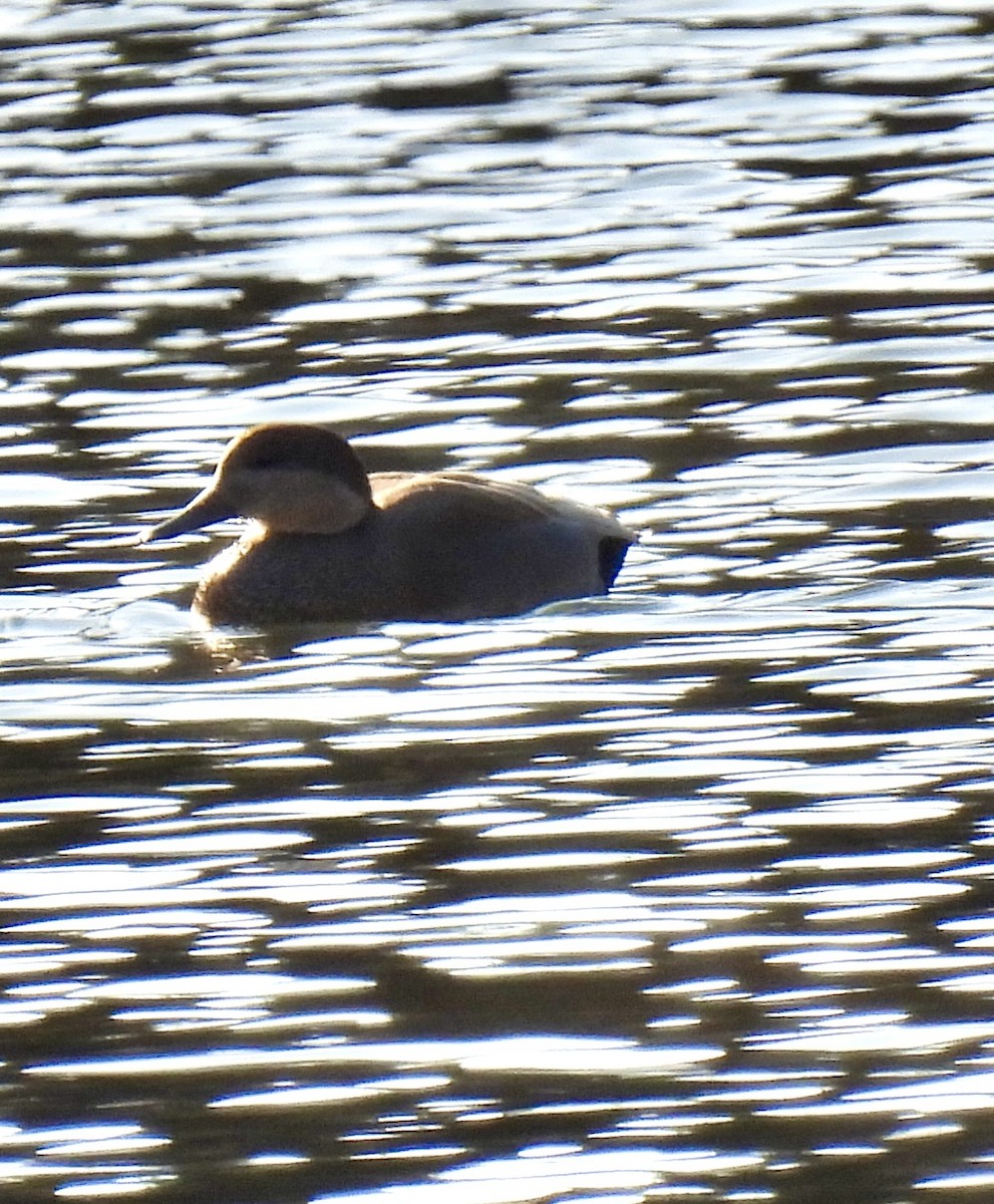 Нерозень - ML646220314