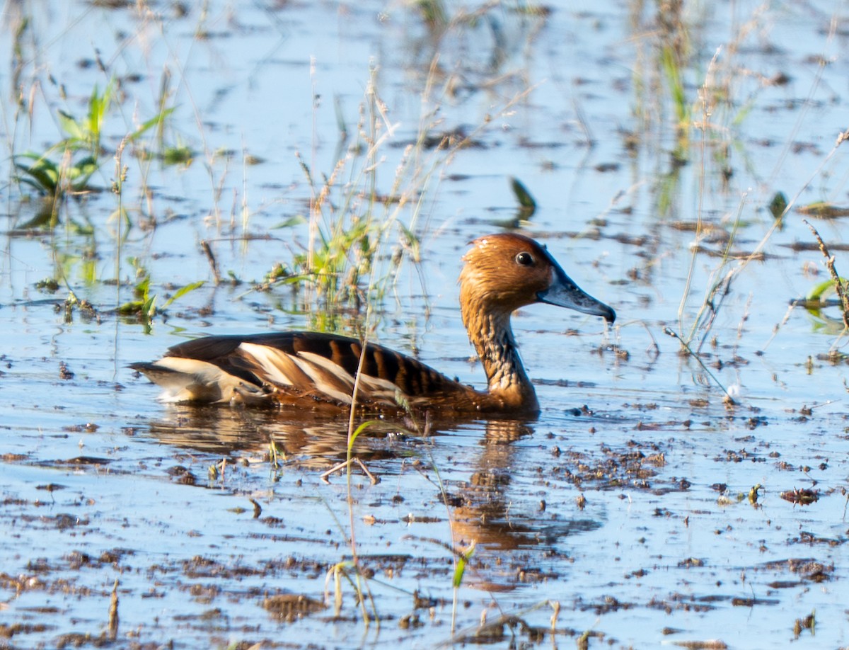 Fulvous Whistling-Duck - ML646220315