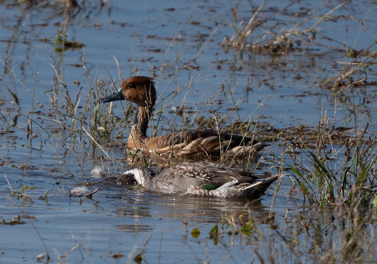 Fulvous Whistling-Duck - ML646220316