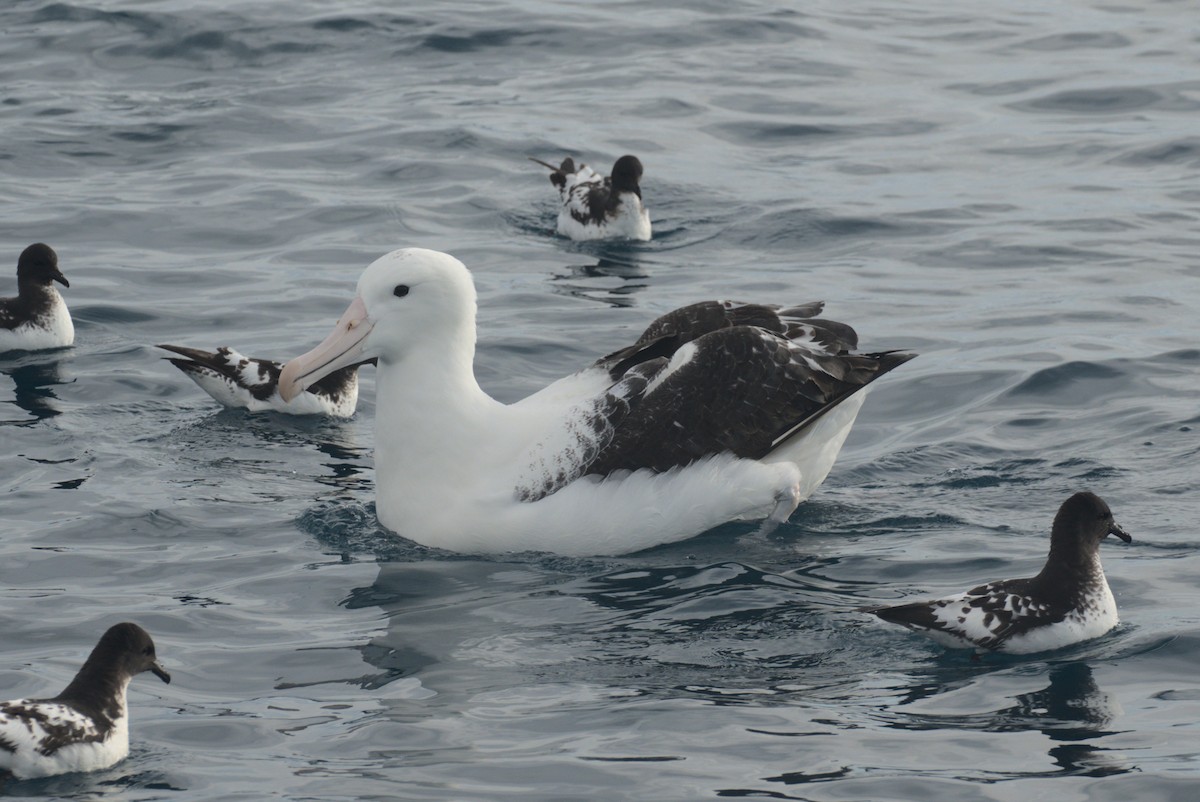 Northern Royal Albatross - ML646220320